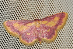 Idaea muricata