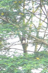 Haliaeetus ichthyaetus