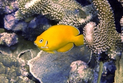 Centropyge cocosensis