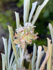Centella tridentata tridentata