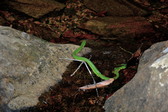 Gonyosoma