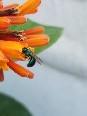 Calloceratina