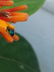 Calloceratina
