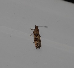 Zeiraphera canadensis