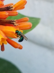 Calloceratina