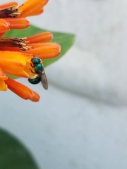 Calloceratina