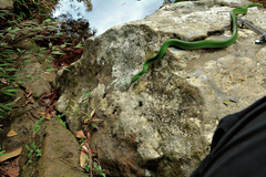 Gonyosoma