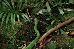 Gonyosoma