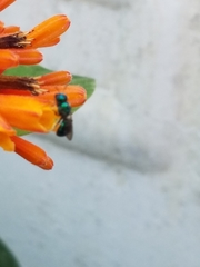 Calloceratina