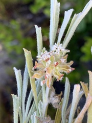Centella tridentata tridentata