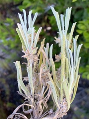 Centella tridentata tridentata