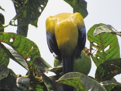 Anisognathus notabilis