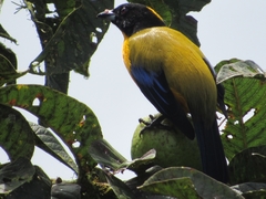 Anisognathus notabilis