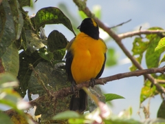 Anisognathus notabilis