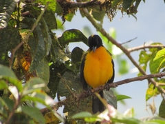 Anisognathus notabilis