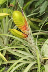 Tillandsia jaliscomonticola