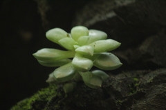 Graptopetalum