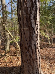 Pinus serotina
