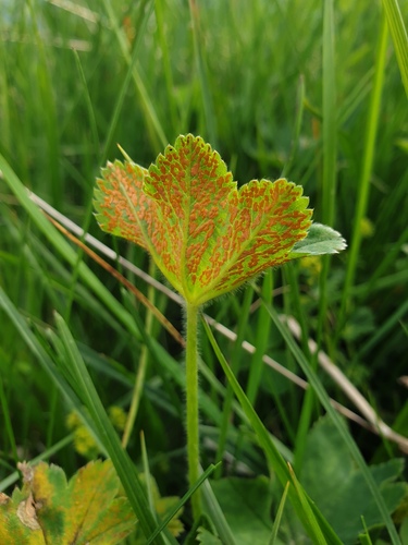 Lady's Mantle Rust