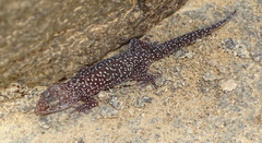 Pachydactylus maraisi
