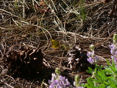 Colias occidentalis