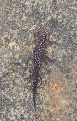 Pachydactylus maraisi