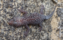 Pachydactylus maraisi