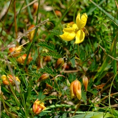 Chamaecrista capensis