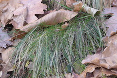 Festuca heterophylla