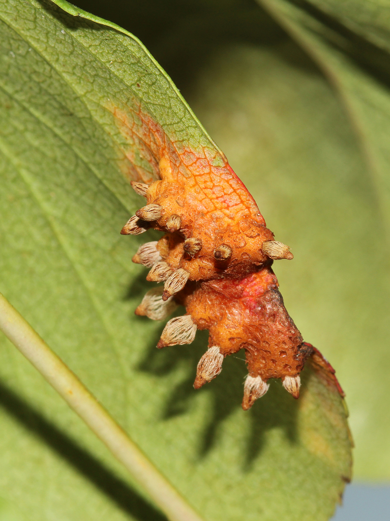 Pear Rust