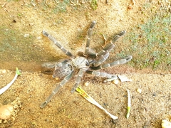 Pterinochilus murinus