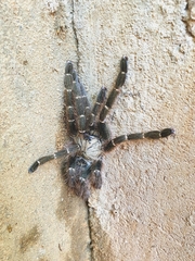 Pterinochilus murinus