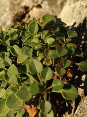 Valeriana longiflora