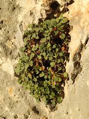 Valeriana longiflora