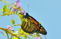 Danaus plexippus