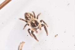 Macaroeris nidicolens