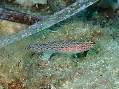 Gobius fallax
