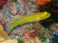 Gobius auratus