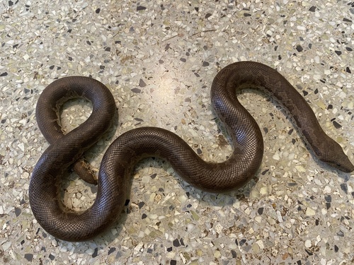 Photo of a Whitaker's Boa (Eryx whitakeri)