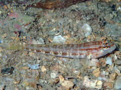 Gobius gasteveni