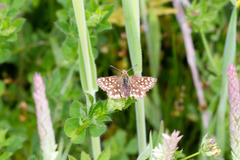 Butleria elwesi