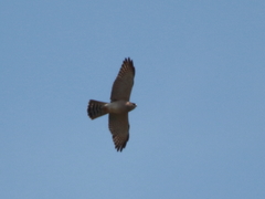 Accipiter brevipes