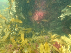 Parequula melbournensis