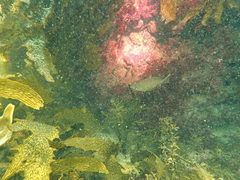 Parequula melbournensis