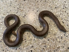 Eryx whitakeri