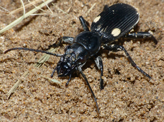 Anthia cephalotes