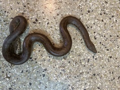 Eryx whitakeri