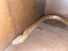 Eryx whitakeri