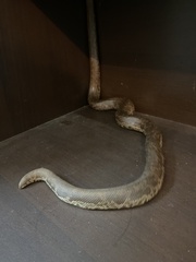 Eryx whitakeri