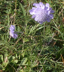 Scabiosa canescens
